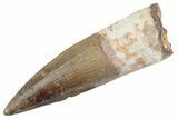 Fossil Spinosaurus Tooth - Real Dinosaur Tooth #368000-1